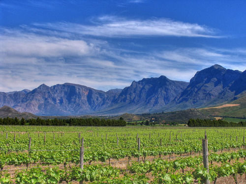Seven Oaks Vineyard