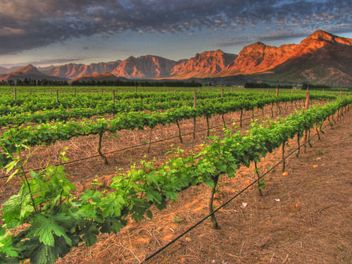 Seven Oaks Vineyard * Wolseley